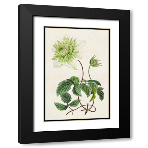 Antique Floral Folio VIII Black Modern Wood Framed Art Print with Double Matting by Bessa, Pancrace