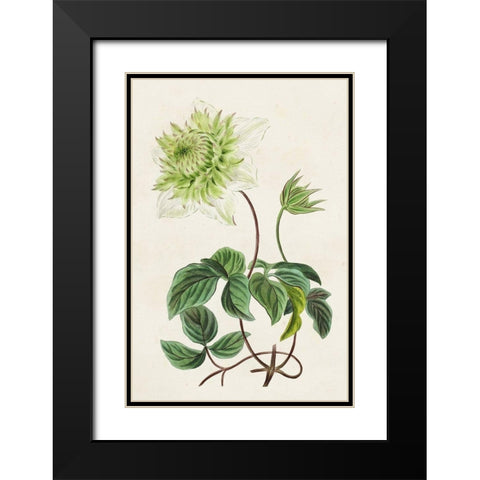 Antique Floral Folio VIII Black Modern Wood Framed Art Print with Double Matting by Bessa, Pancrace
