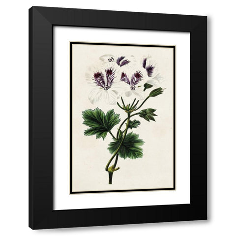 Antique Floral Folio IX Black Modern Wood Framed Art Print with Double Matting by Bessa, Pancrace