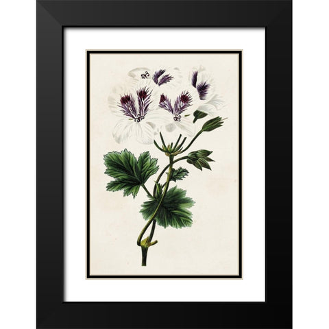 Antique Floral Folio IX Black Modern Wood Framed Art Print with Double Matting by Bessa, Pancrace