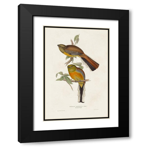 Elegant Trogons II Black Modern Wood Framed Art Print with Double Matting by Gould, John