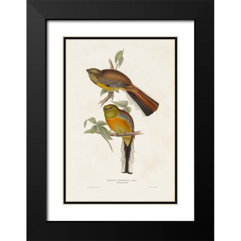 Elegant Trogons II Black Modern Wood Framed Art Print with Double Matting by Gould, John
