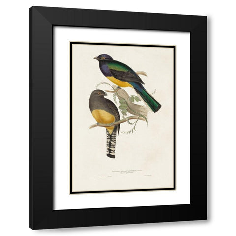 Elegant Trogons III Black Modern Wood Framed Art Print with Double Matting by Gould, John