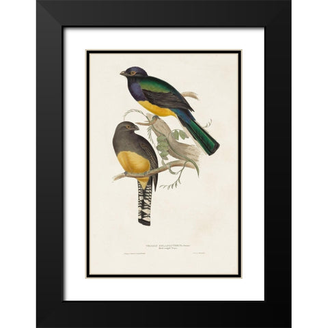 Elegant Trogons III Black Modern Wood Framed Art Print with Double Matting by Gould, John