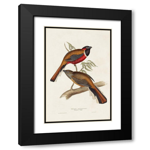 Elegant Trogons IV Black Modern Wood Framed Art Print with Double Matting by Gould, John