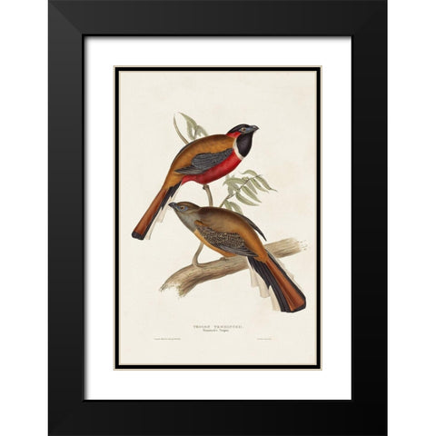 Elegant Trogons IV Black Modern Wood Framed Art Print with Double Matting by Gould, John