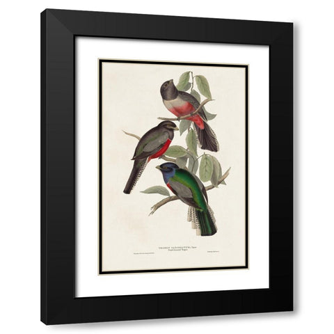 Elegant Trogons V Black Modern Wood Framed Art Print with Double Matting by Gould, John