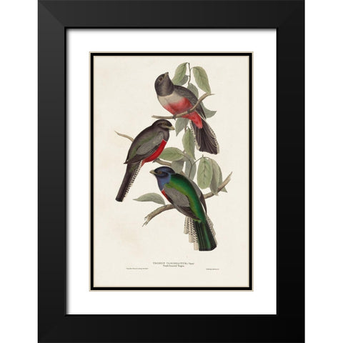 Elegant Trogons V Black Modern Wood Framed Art Print with Double Matting by Gould, John