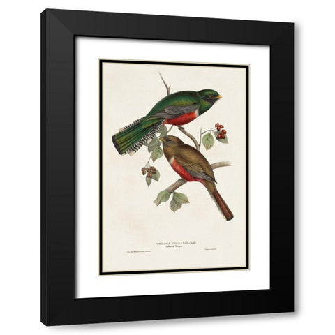 Elegant Trogons VI Black Modern Wood Framed Art Print with Double Matting by Gould, John