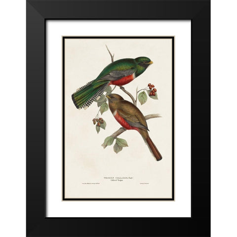 Elegant Trogons VI Black Modern Wood Framed Art Print with Double Matting by Gould, John
