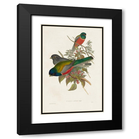 Elegant Trogons VII Black Modern Wood Framed Art Print with Double Matting by Gould, John