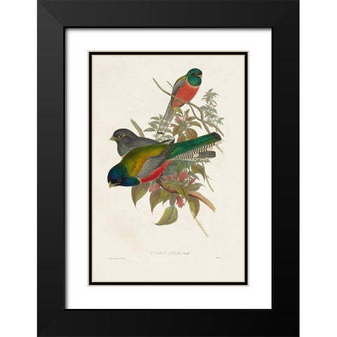Elegant Trogons VII Black Modern Wood Framed Art Print with Double Matting by Gould, John