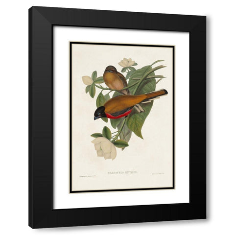 Elegant Trogons VIII Black Modern Wood Framed Art Print with Double Matting by Gould, John