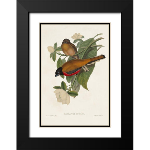 Elegant Trogons VIII Black Modern Wood Framed Art Print with Double Matting by Gould, John