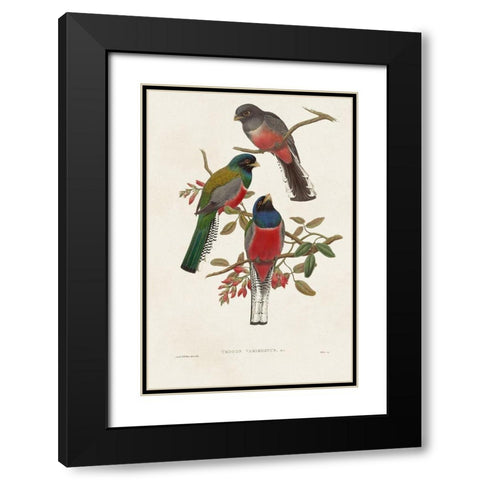 Elegant Trogons IX Black Modern Wood Framed Art Print with Double Matting by Gould, John