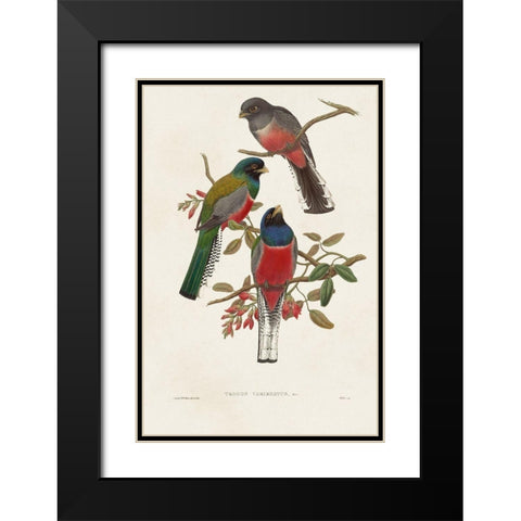 Elegant Trogons IX Black Modern Wood Framed Art Print with Double Matting by Gould, John