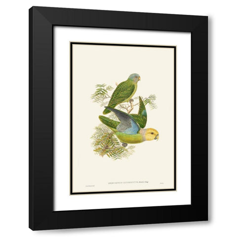 Lime And Cerulean Parrots I Black Modern Wood Framed Art Print with Double Matting by Gould, John