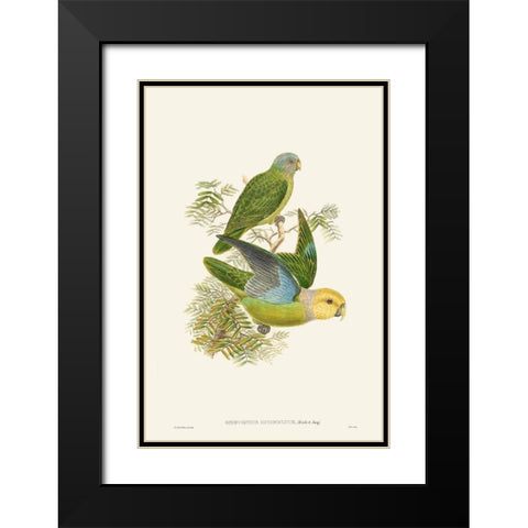 Lime And Cerulean Parrots I Black Modern Wood Framed Art Print with Double Matting by Gould, John