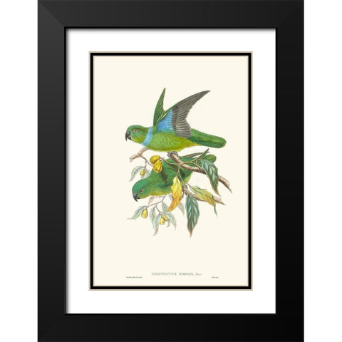 Lime And Cerulean Parrots II Black Modern Wood Framed Art Print with Double Matting by Gould, John
