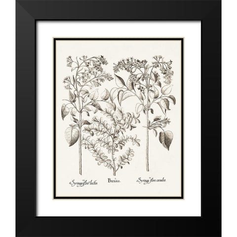 Sepia Besler Botanicals I Black Modern Wood Framed Art Print with Double Matting by Besler, Basilius