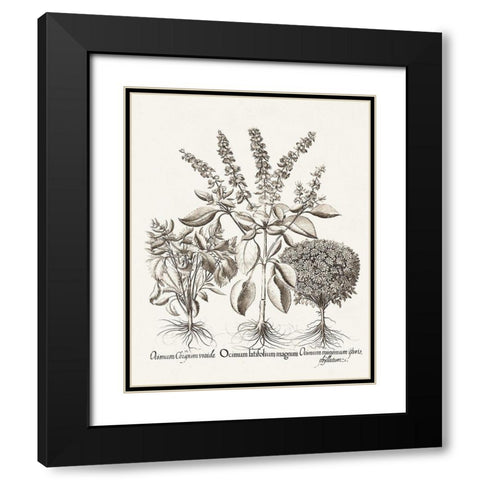 Sepia Besler Botanicals II Black Modern Wood Framed Art Print with Double Matting by Besler, Basilius