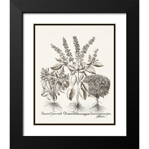 Sepia Besler Botanicals II Black Modern Wood Framed Art Print with Double Matting by Besler, Basilius