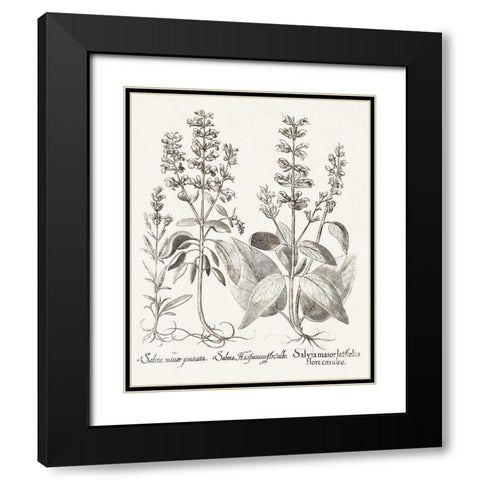 Sepia Besler Botanicals III Black Modern Wood Framed Art Print with Double Matting by Besler, Basilius