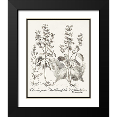 Sepia Besler Botanicals III Black Modern Wood Framed Art Print with Double Matting by Besler, Basilius