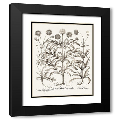 Sepia Besler Botanicals IV Black Modern Wood Framed Art Print with Double Matting by Besler, Basilius