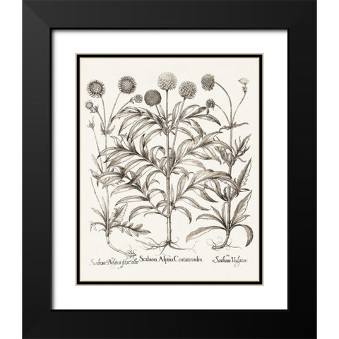 Sepia Besler Botanicals IV Black Modern Wood Framed Art Print with Double Matting by Besler, Basilius