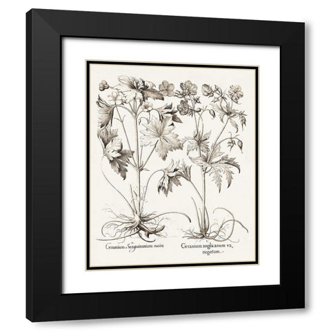 Sepia Besler Botanicals V Black Modern Wood Framed Art Print with Double Matting by Besler, Basilius
