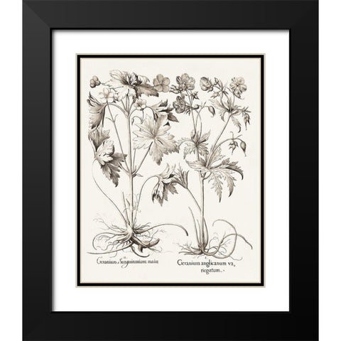 Sepia Besler Botanicals V Black Modern Wood Framed Art Print with Double Matting by Besler, Basilius