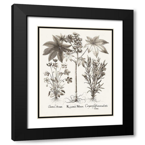 Sepia Besler Botanicals VI Black Modern Wood Framed Art Print with Double Matting by Besler, Basilius