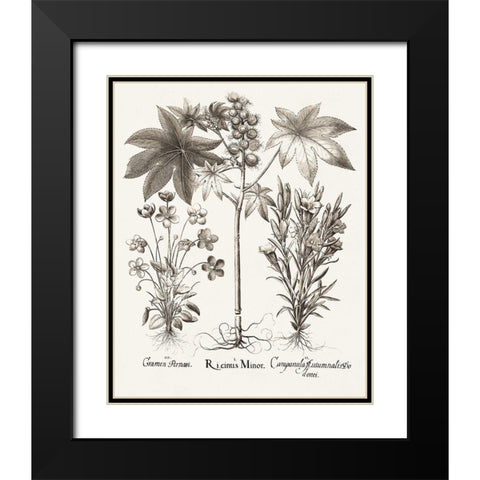Sepia Besler Botanicals VI Black Modern Wood Framed Art Print with Double Matting by Besler, Basilius