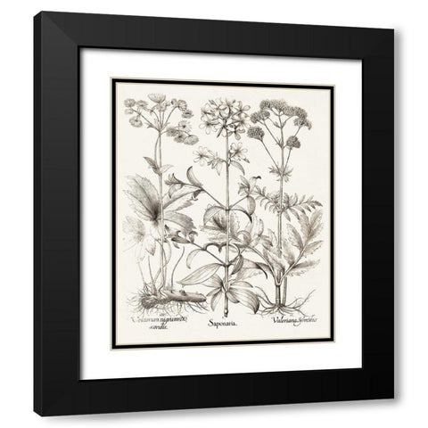 Sepia Besler Botanicals VII Black Modern Wood Framed Art Print with Double Matting by Besler, Basilius
