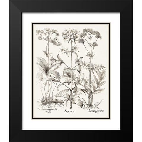 Sepia Besler Botanicals VII Black Modern Wood Framed Art Print with Double Matting by Besler, Basilius