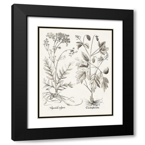 Sepia Besler Botanicals VIII Black Modern Wood Framed Art Print with Double Matting by Besler, Basilius