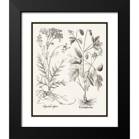 Sepia Besler Botanicals VIII Black Modern Wood Framed Art Print with Double Matting by Besler, Basilius