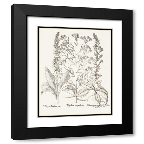 Sepia Besler Botanicals IX Black Modern Wood Framed Art Print with Double Matting by Besler, Basilius