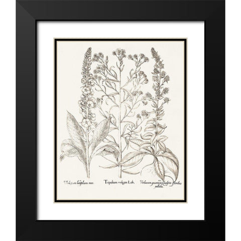 Sepia Besler Botanicals IX Black Modern Wood Framed Art Print with Double Matting by Besler, Basilius