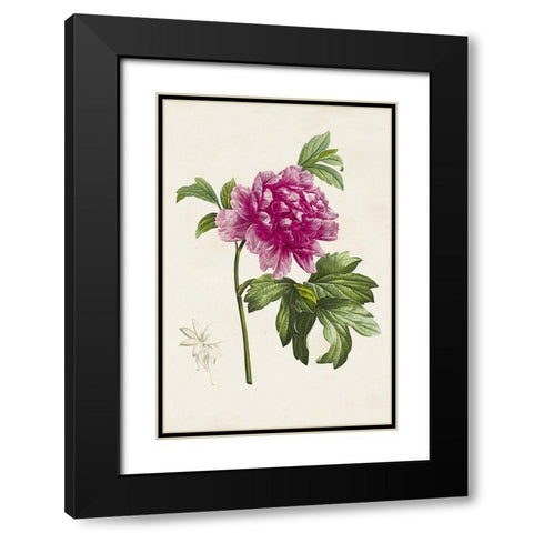 Pretty Pink Botanicals I Black Modern Wood Framed Art Print with Double Matting by Unknown