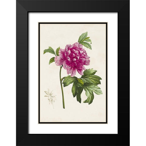 Pretty Pink Botanicals I Black Modern Wood Framed Art Print with Double Matting by Unknown