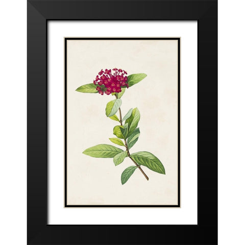 Pretty Pink Botanicals II Black Modern Wood Framed Art Print with Double Matting by Unknown