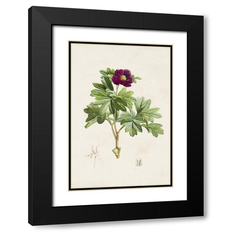 Pretty Pink Botanicals III Black Modern Wood Framed Art Print with Double Matting by Unknown