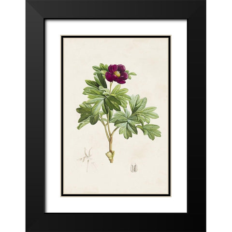 Pretty Pink Botanicals III Black Modern Wood Framed Art Print with Double Matting by Unknown