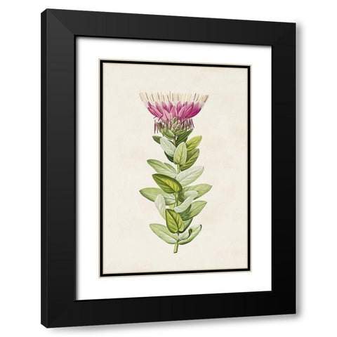 Pretty Pink Botanicals IV Black Modern Wood Framed Art Print with Double Matting by Unknown