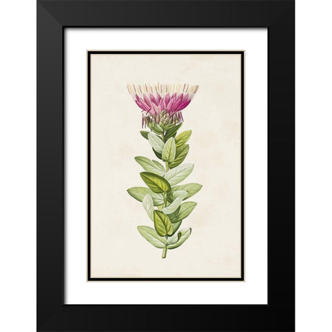 Pretty Pink Botanicals IV Black Modern Wood Framed Art Print with Double Matting by Unknown