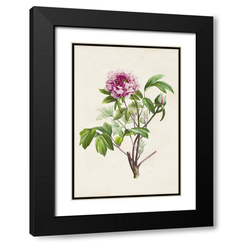 Pretty Pink Botanicals V Black Modern Wood Framed Art Print with Double Matting by Unknown