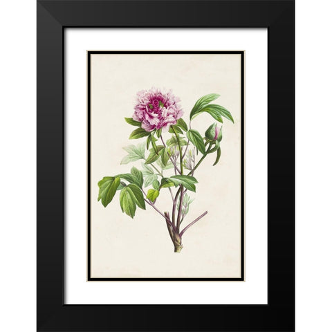 Pretty Pink Botanicals V Black Modern Wood Framed Art Print with Double Matting by Unknown