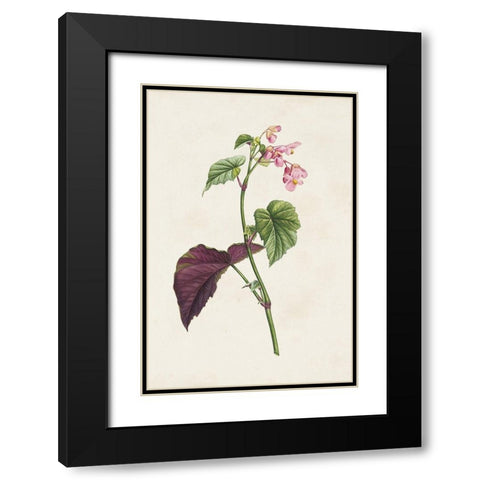 Pretty Pink Botanicals VI Black Modern Wood Framed Art Print with Double Matting by Unknown